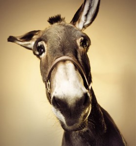 Poker donkey - Don't act like one of these